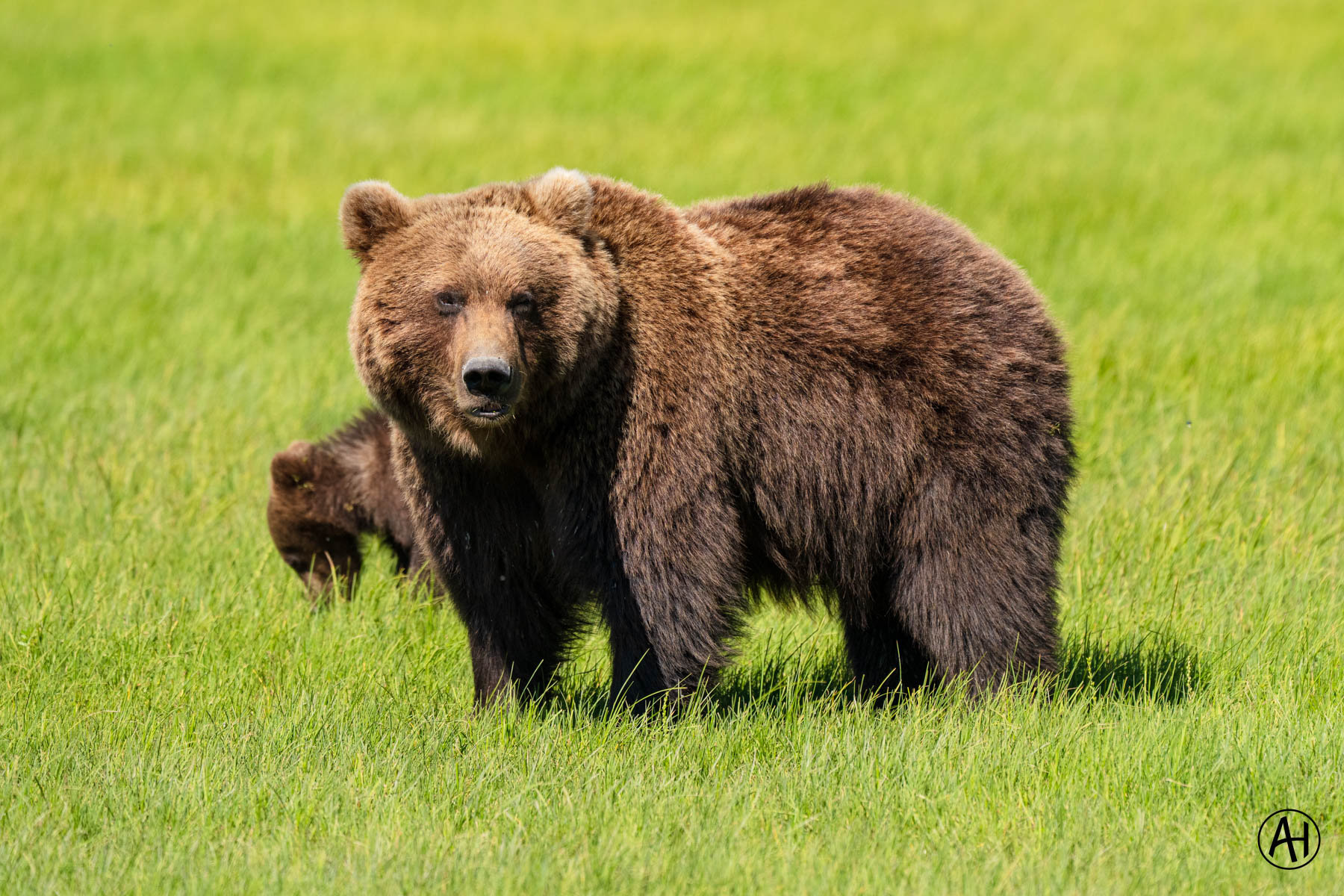 An adult brown bear with a cub behind it