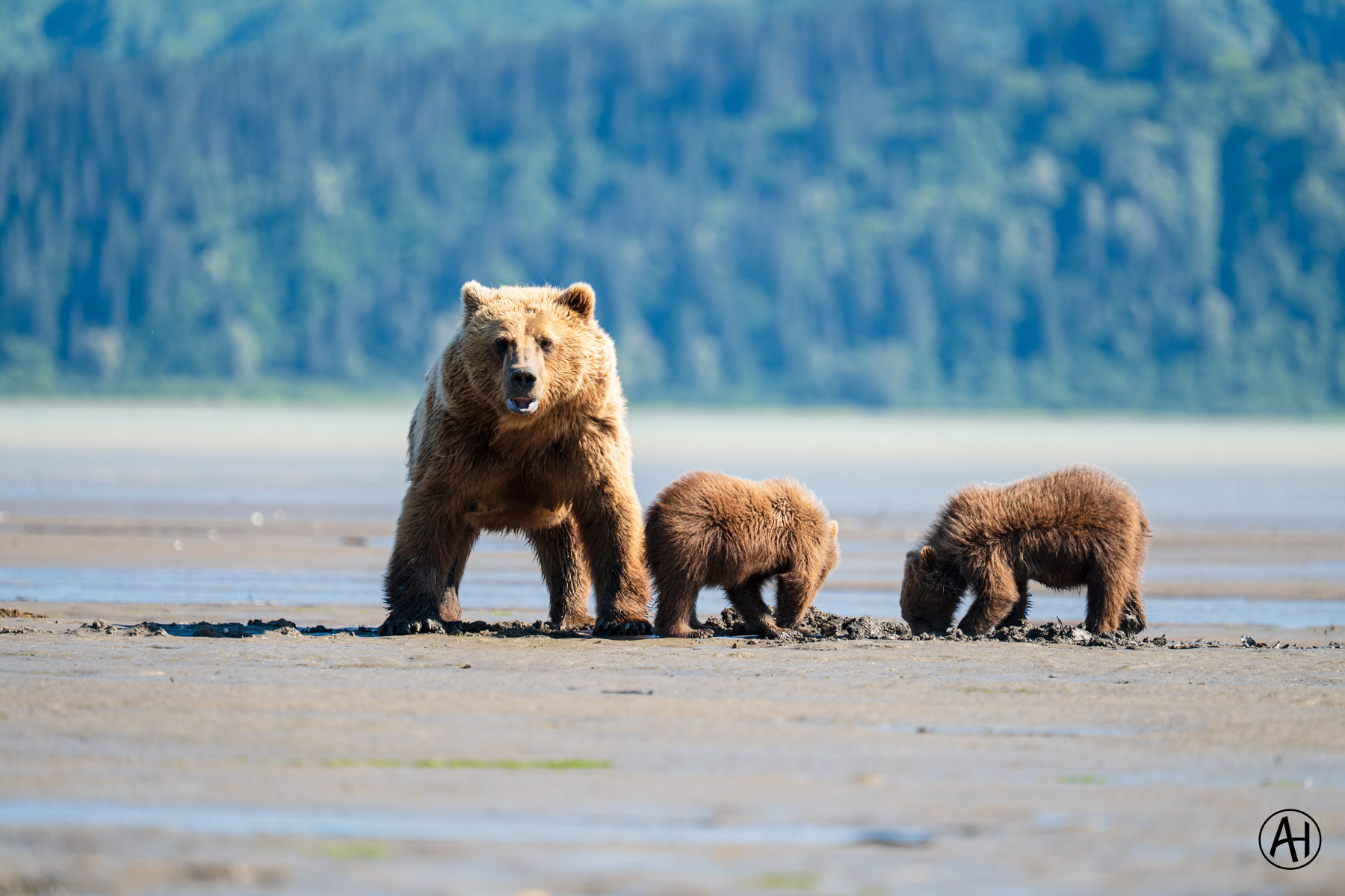 An adult bear and two cubs on the shore