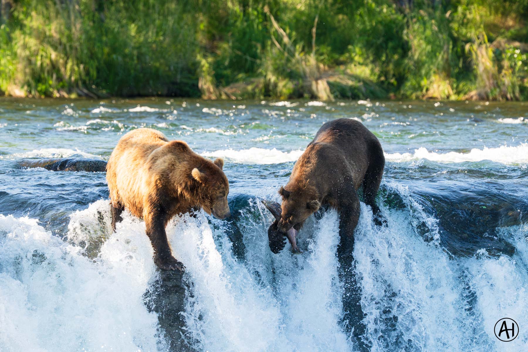 Two brown bears standing at the edge of a waterfall