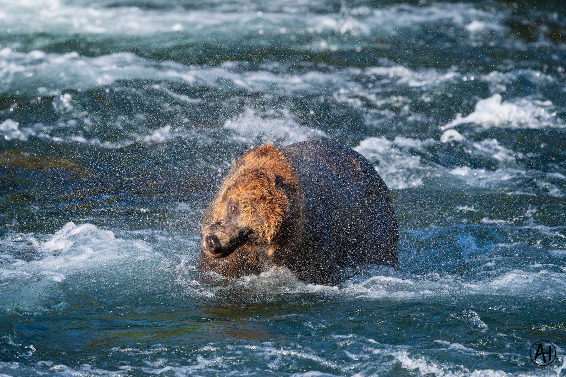 A brown bear moving through fast water
