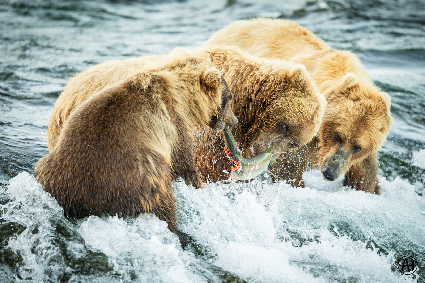 Brown bears gathered in the rushing river