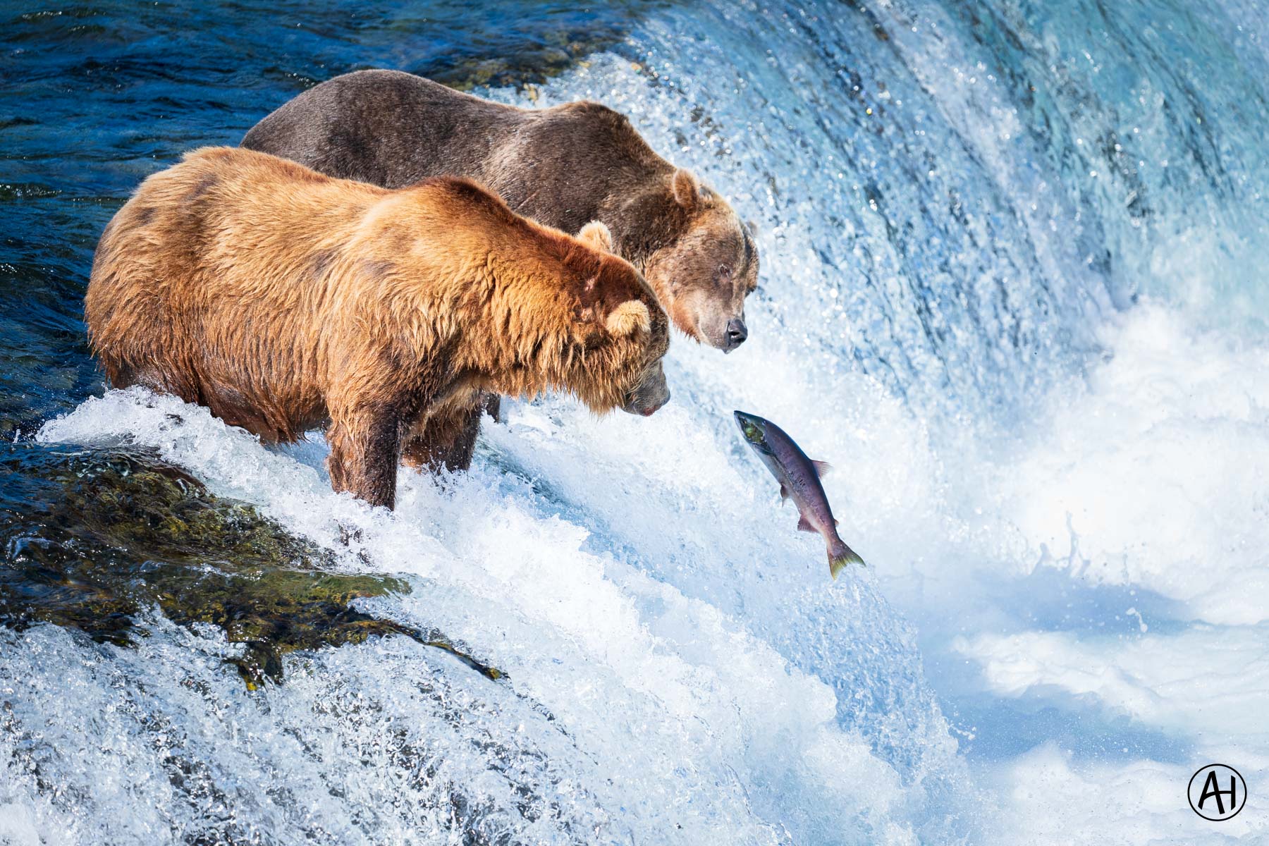Bears beside a waterfall with a fish leaping from the water