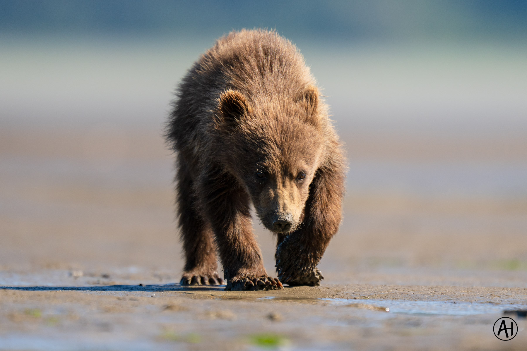 A brown bear walking across a sandy shore