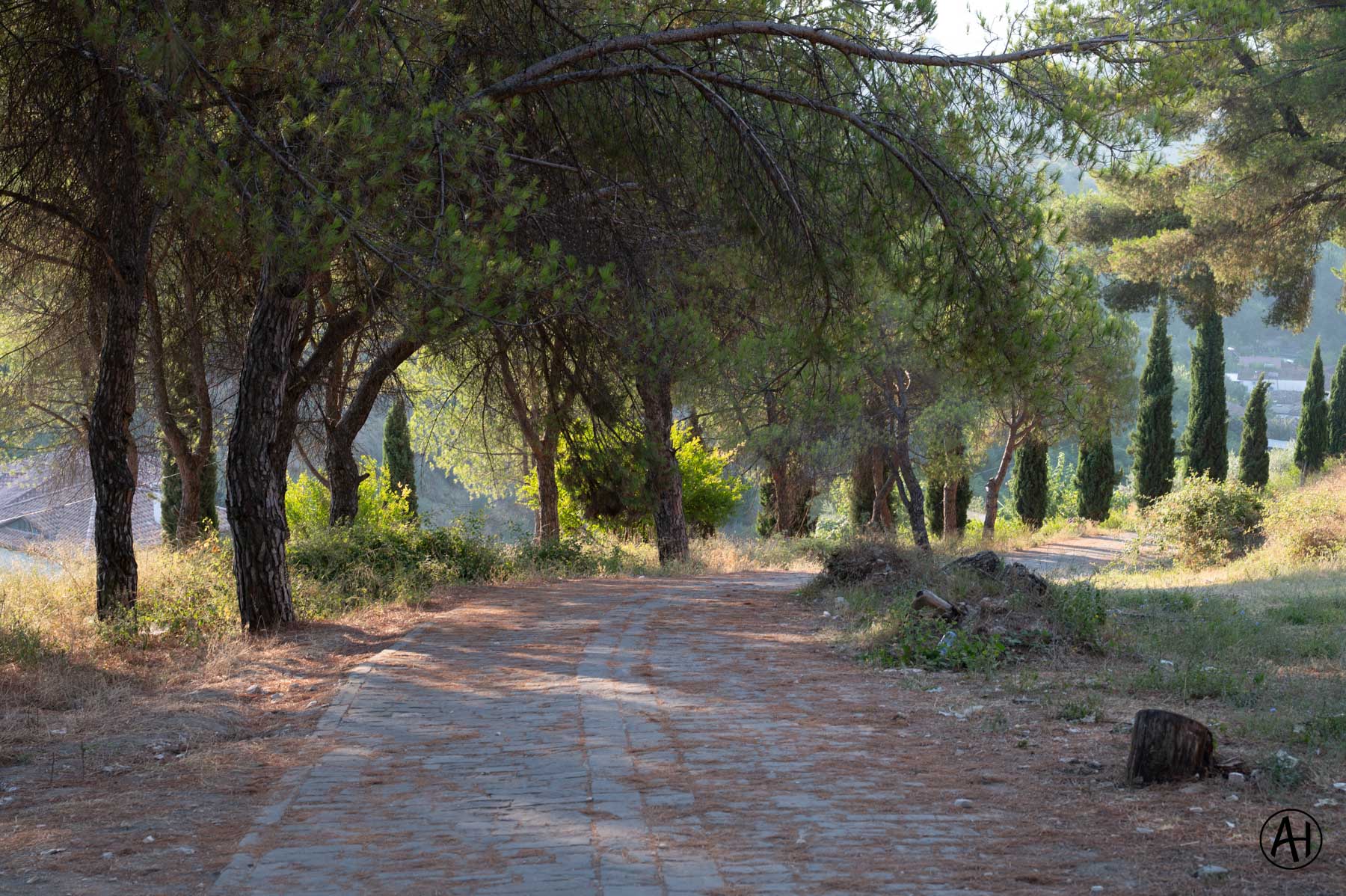 A tree-lined path in soft light