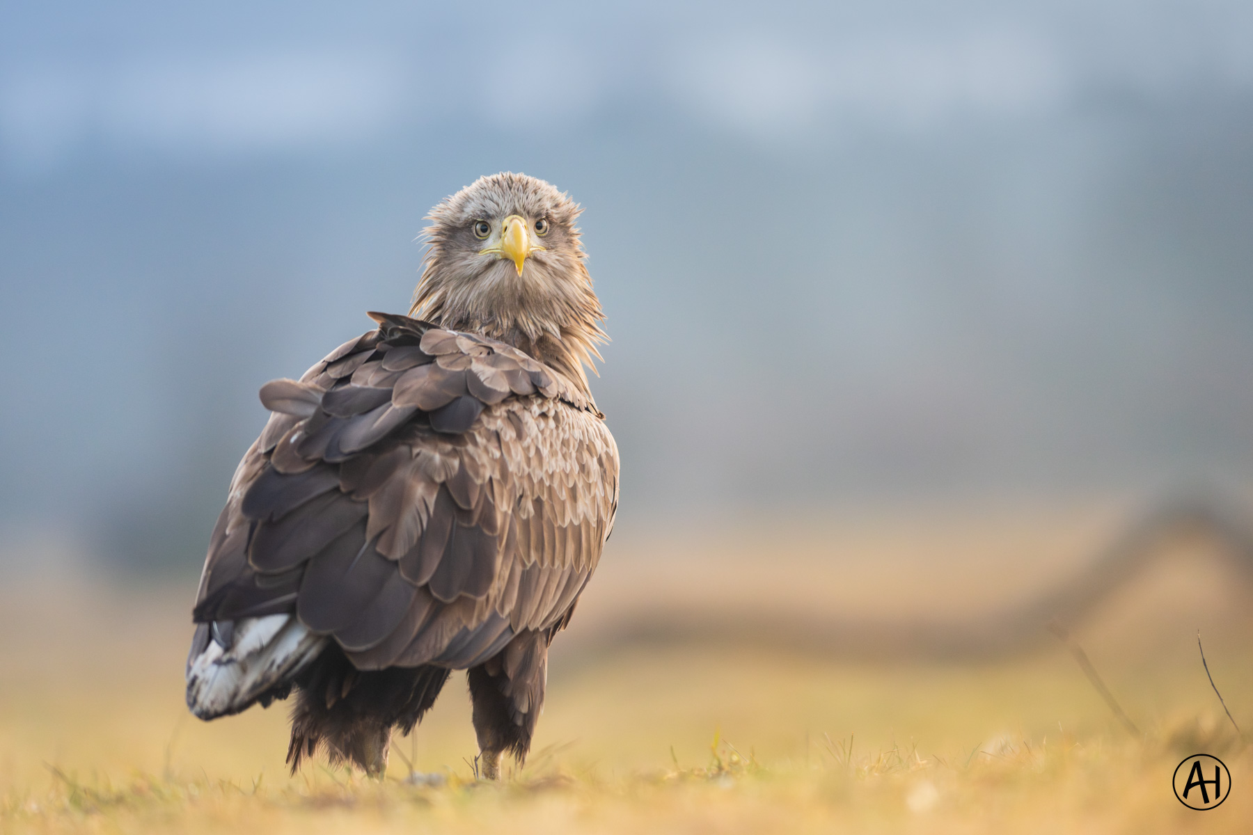 An eagle standing against a softly blurred landscape
