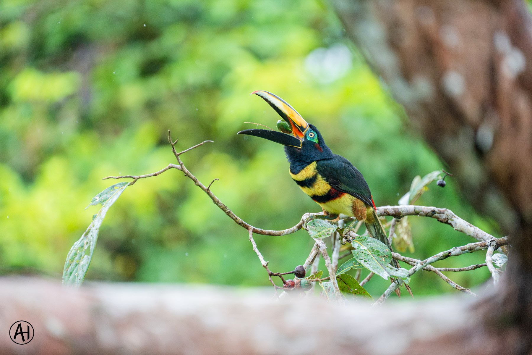 A colourful toucan perched among green leaves