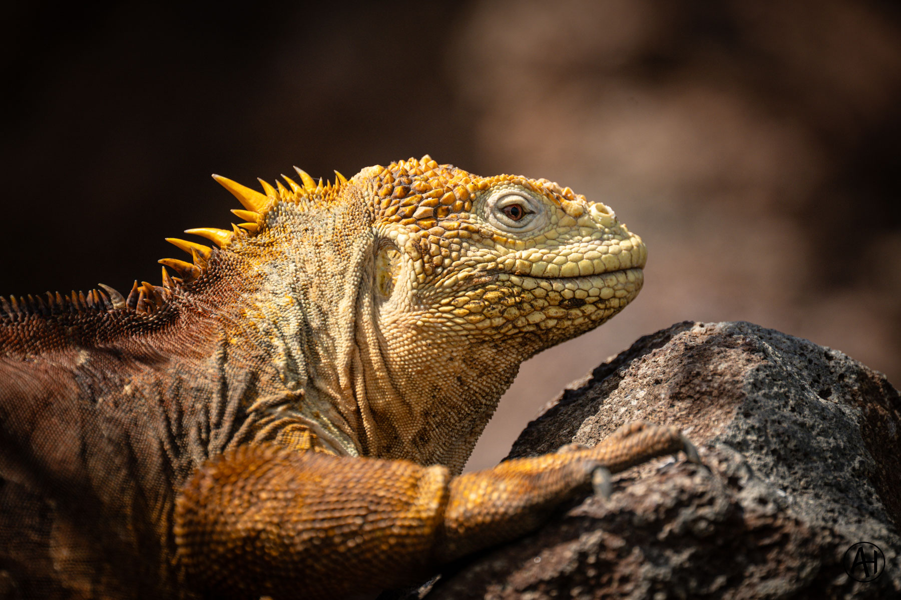 A golden-brown iguana resting on dark rock