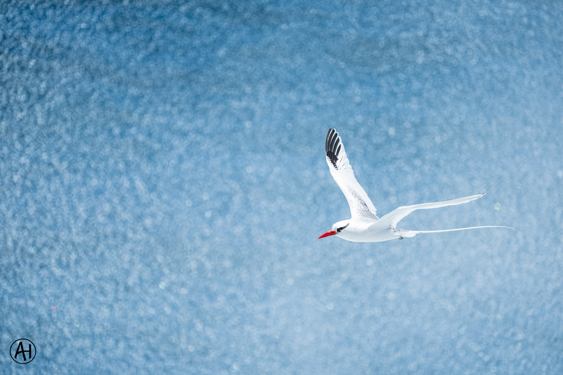 A white bird with a red bill flying over blue water