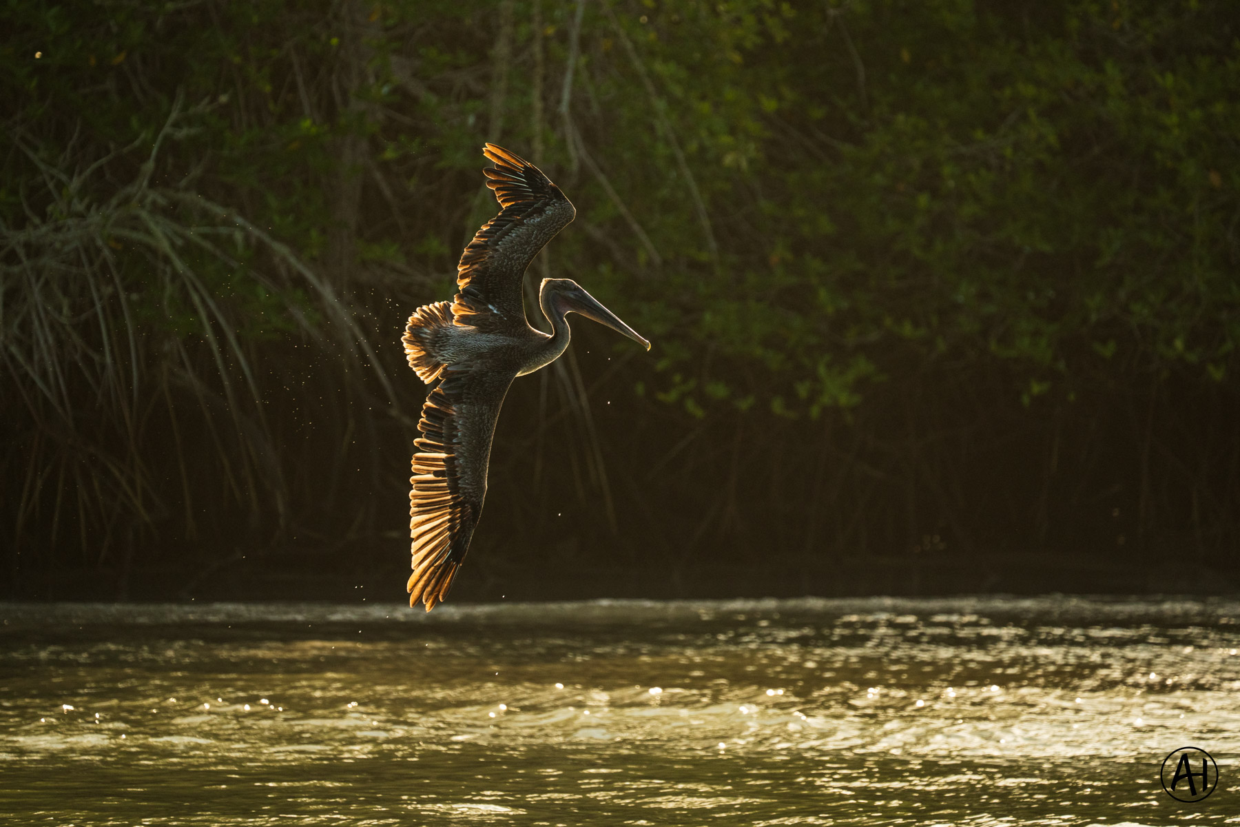 A pelican with wings spread above sunlit water