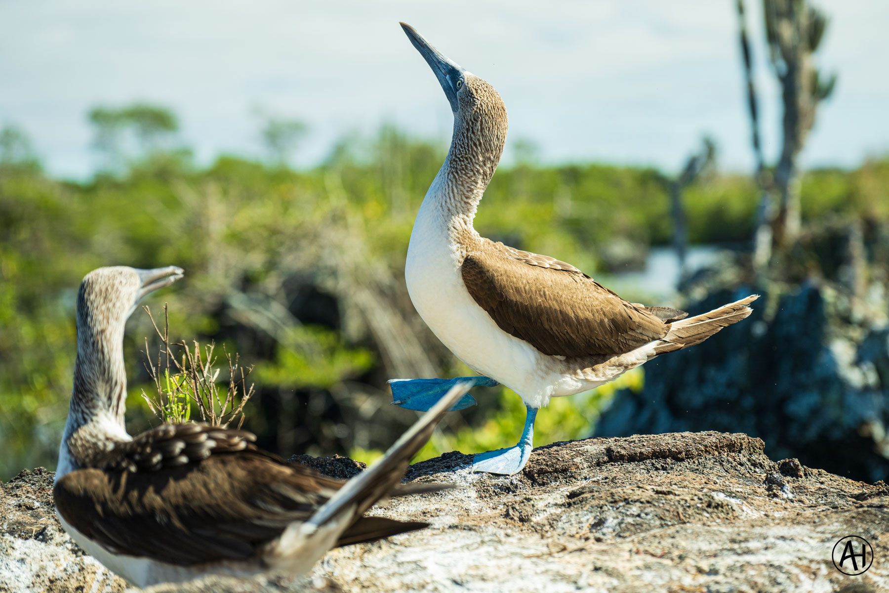 Two blue-footed birds standing on coastal rock