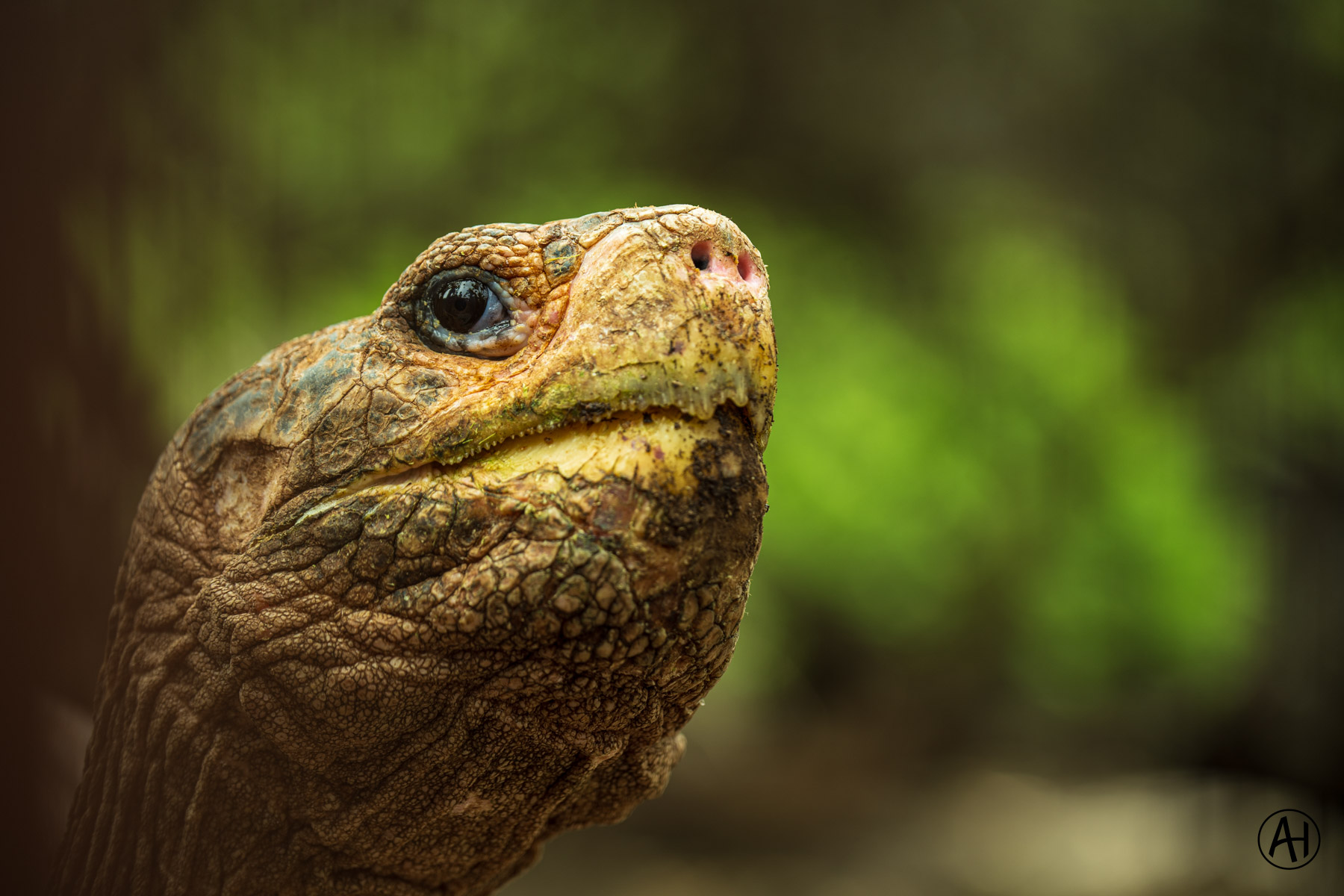 A close portrait of a tortoise with a textured neck