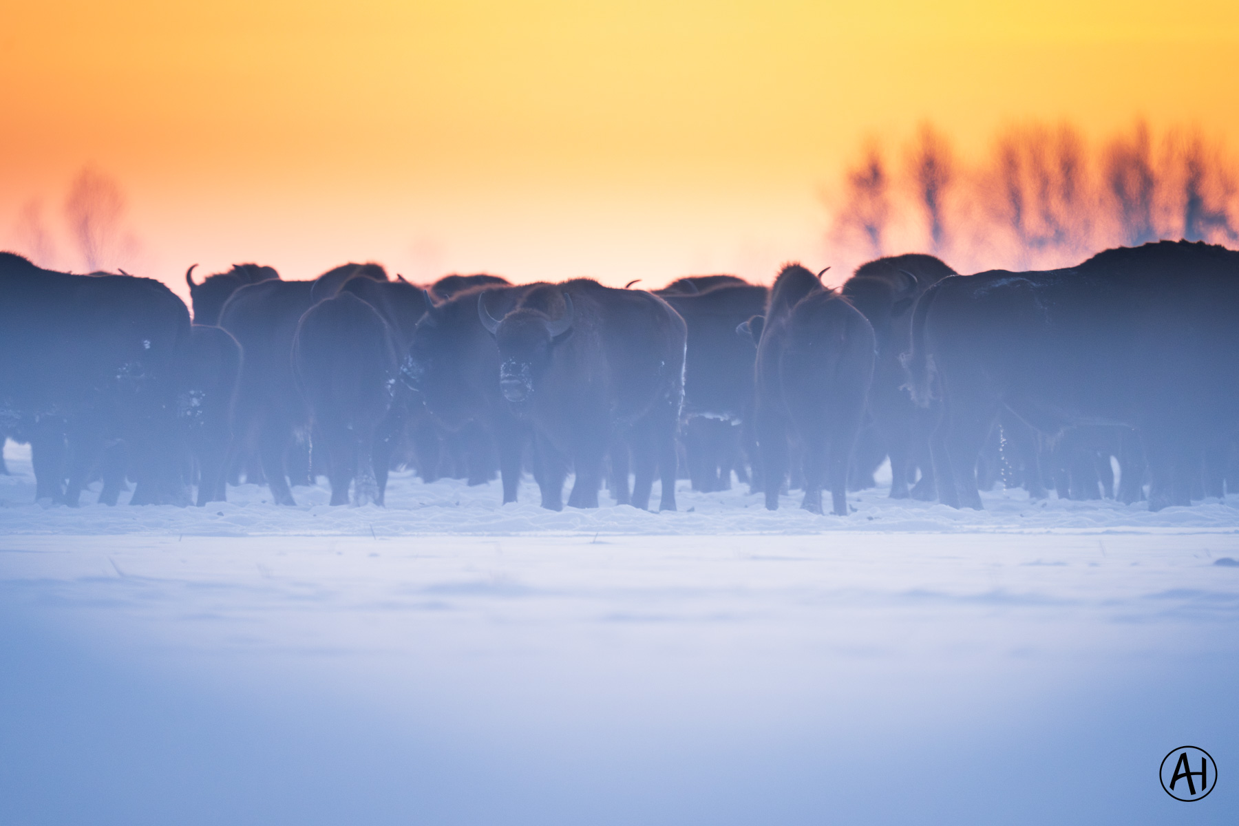 A herd of bison in snow beneath a warm orange sky
