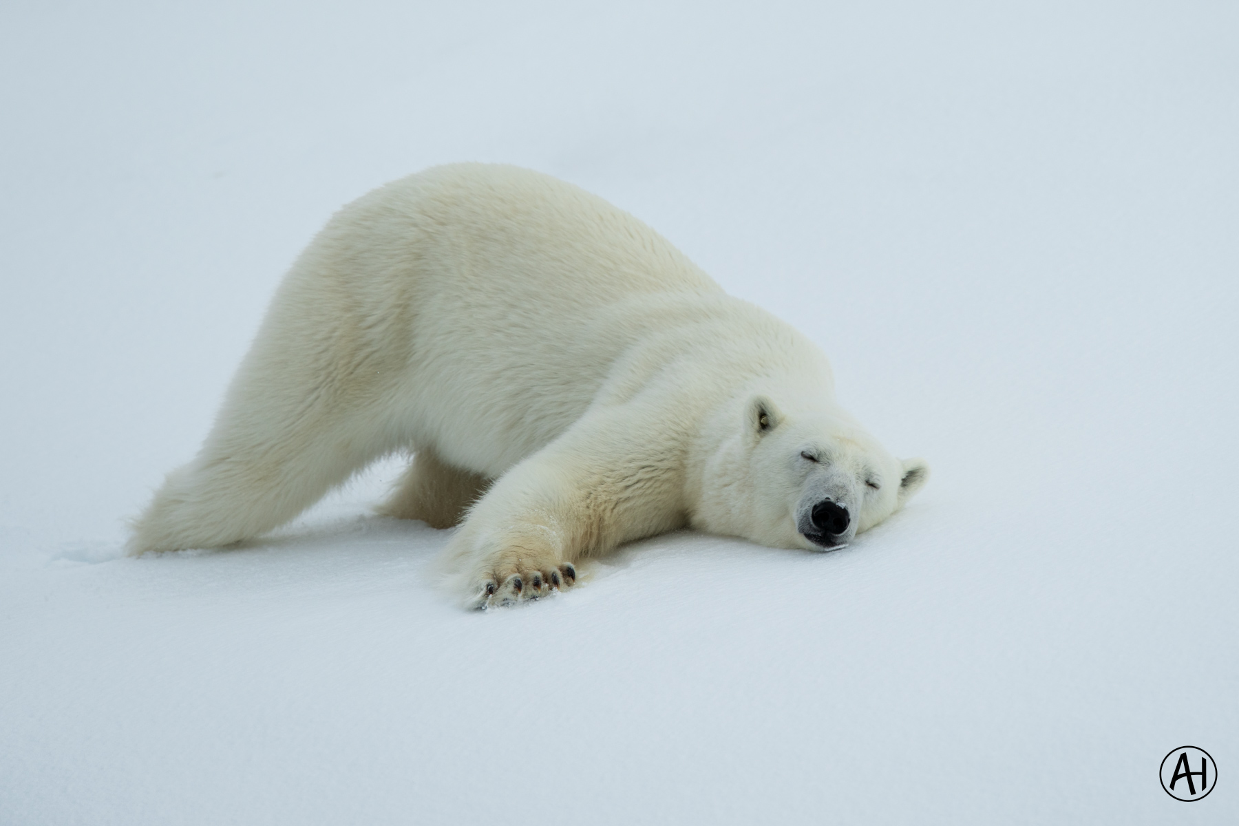 A distant polar bear beneath snow-covered mountains