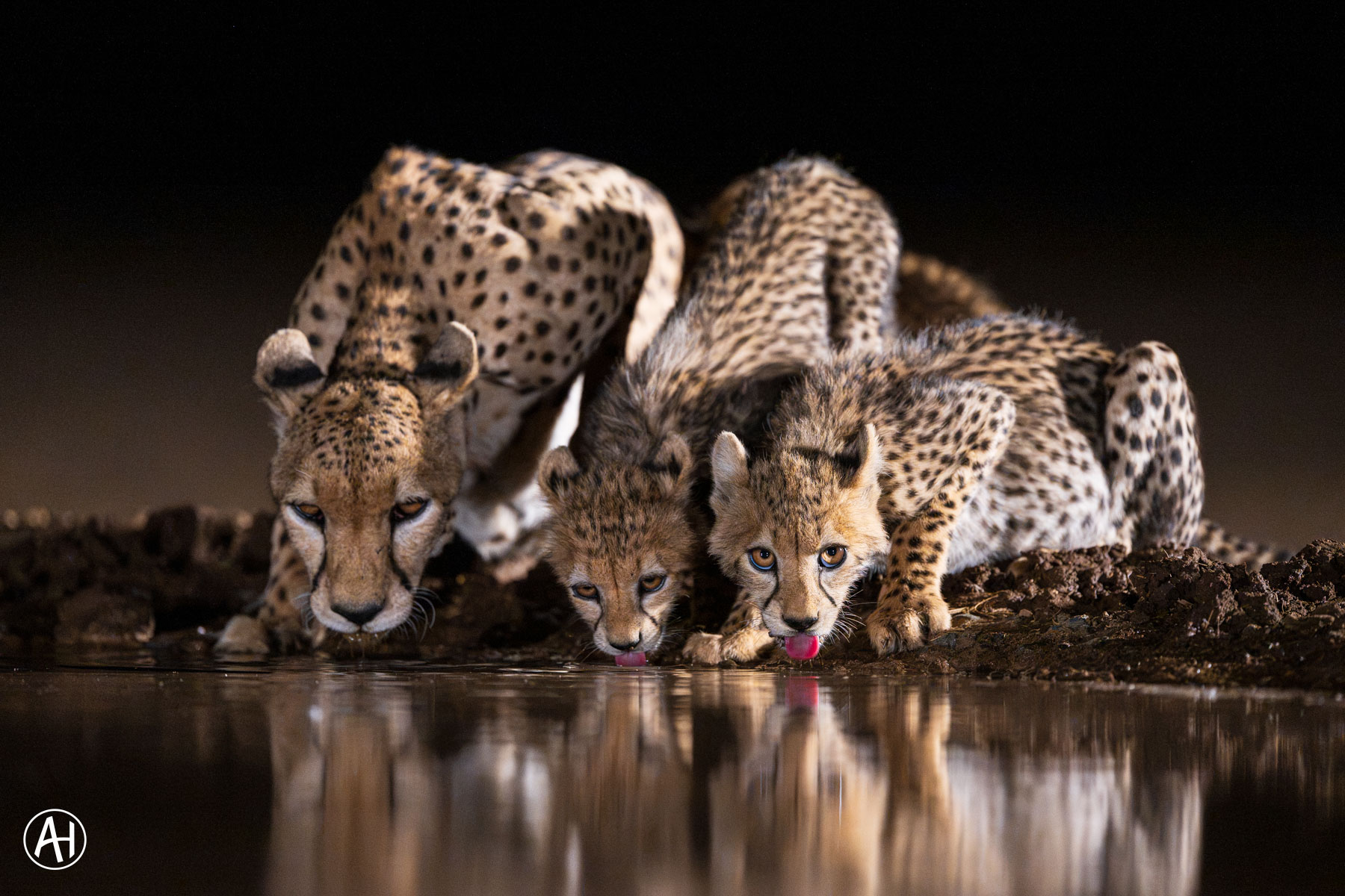 A family of cheetahs enjoying 